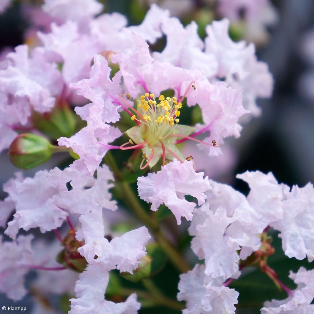 Lagerstroemia With Love Babe - Mirto crespo