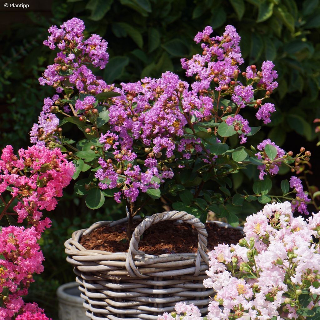 Lagerstroemia indica With Love Eternal (Milavio) - Lilas des Indes