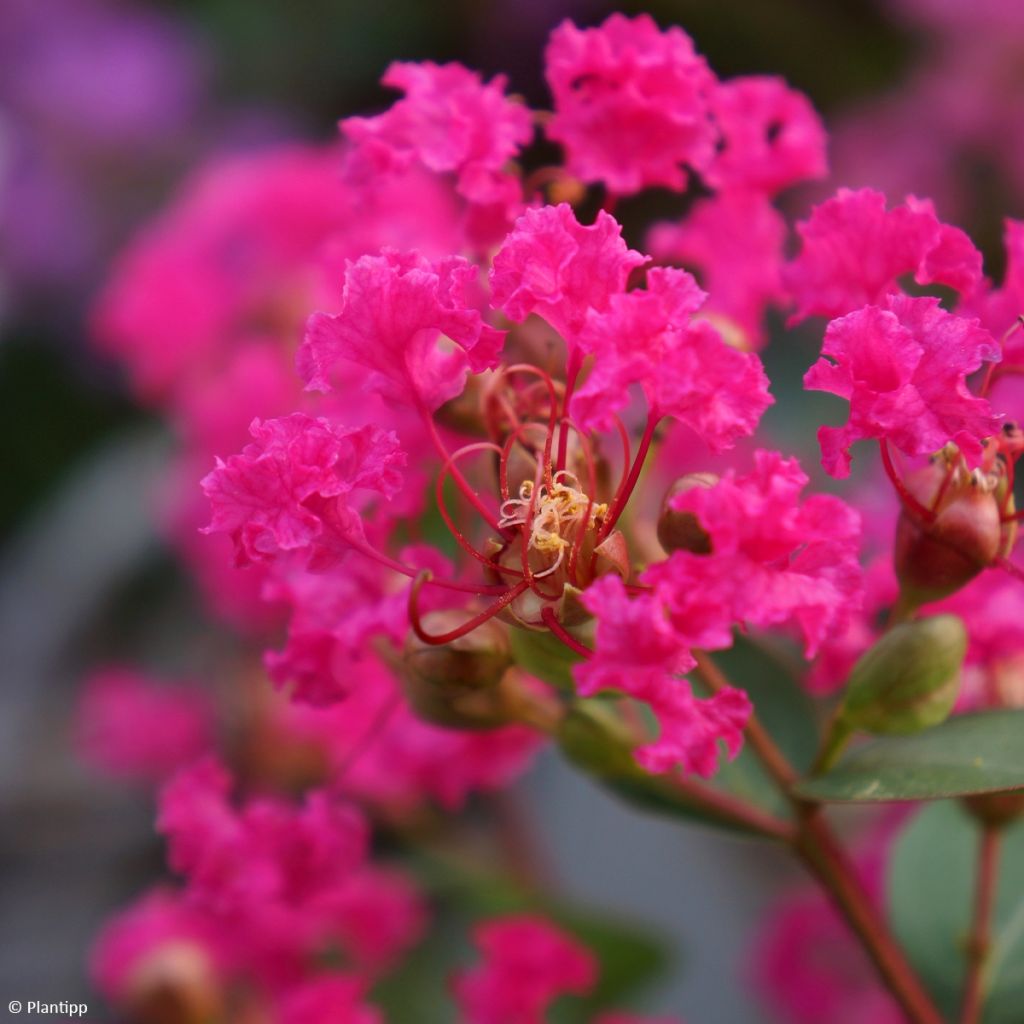 Lagerstroemia With Love Kiss - Mirto crespo