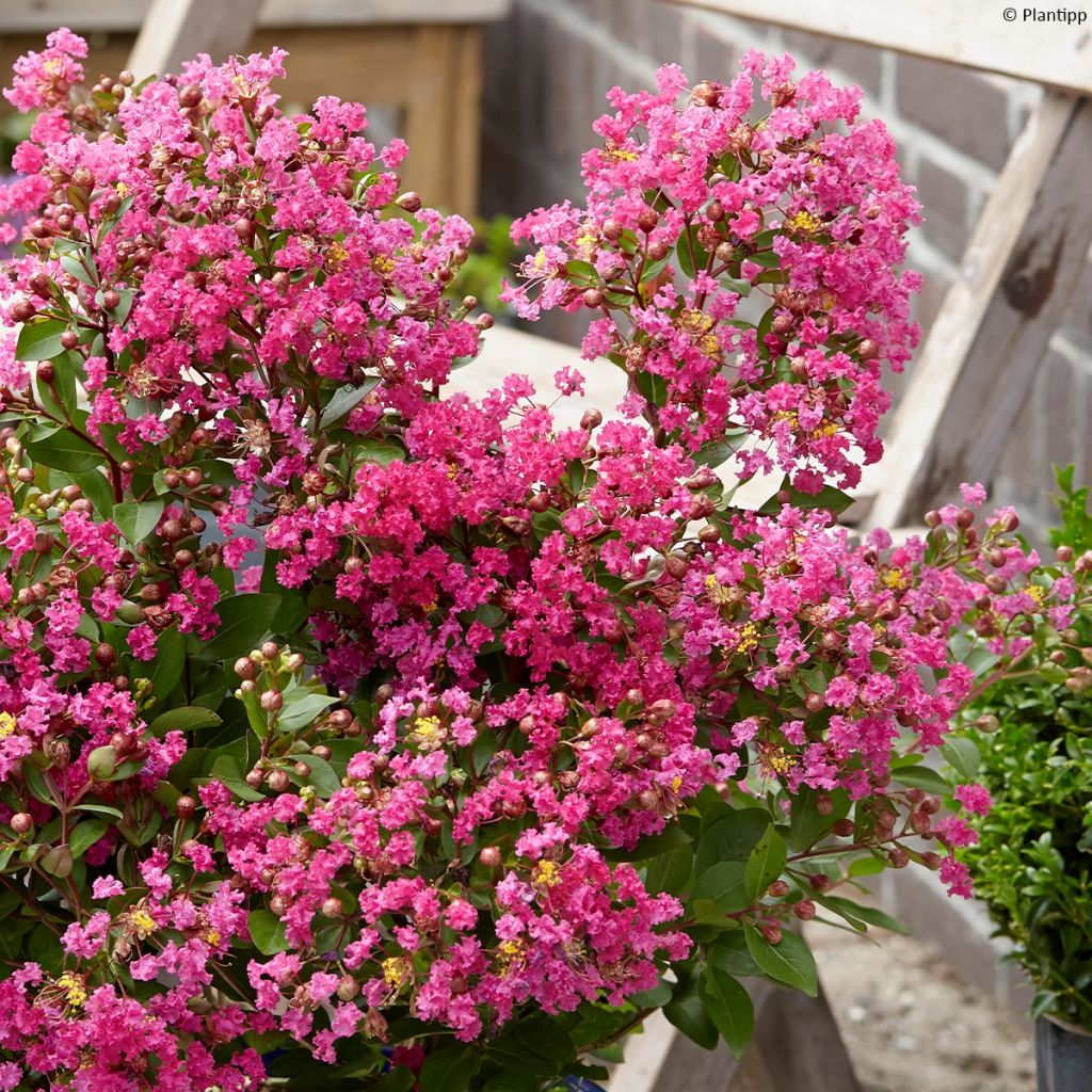 Lagerstroemia With Love Kiss - Mirto crespo