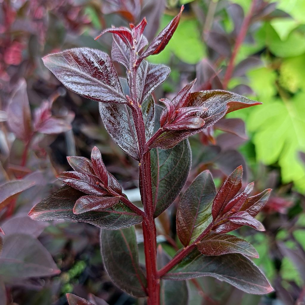 Lagerstroemia Black Solitaire Shell Pink - Mirto crespo