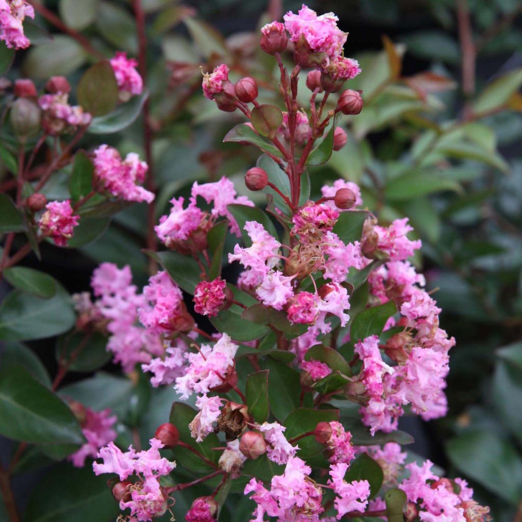 Lagertroemia Mardi Gras - Lilas des Indes