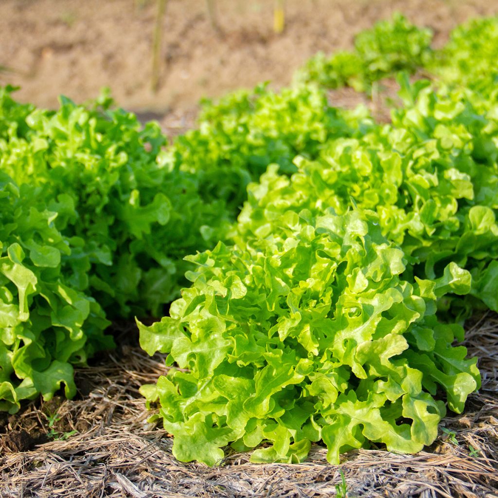 Lattuga a cespo Salad Bowl Verde