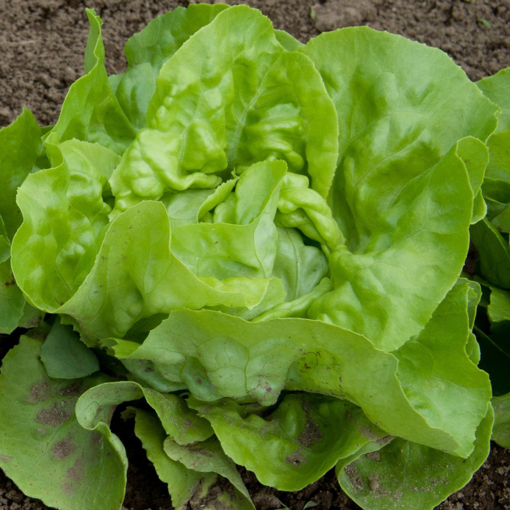 Laitue pommée Grand-mère à feuilles rouge - Lactuca sativa 