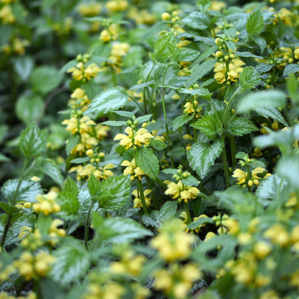 Lamium galeobdolon Florentinum