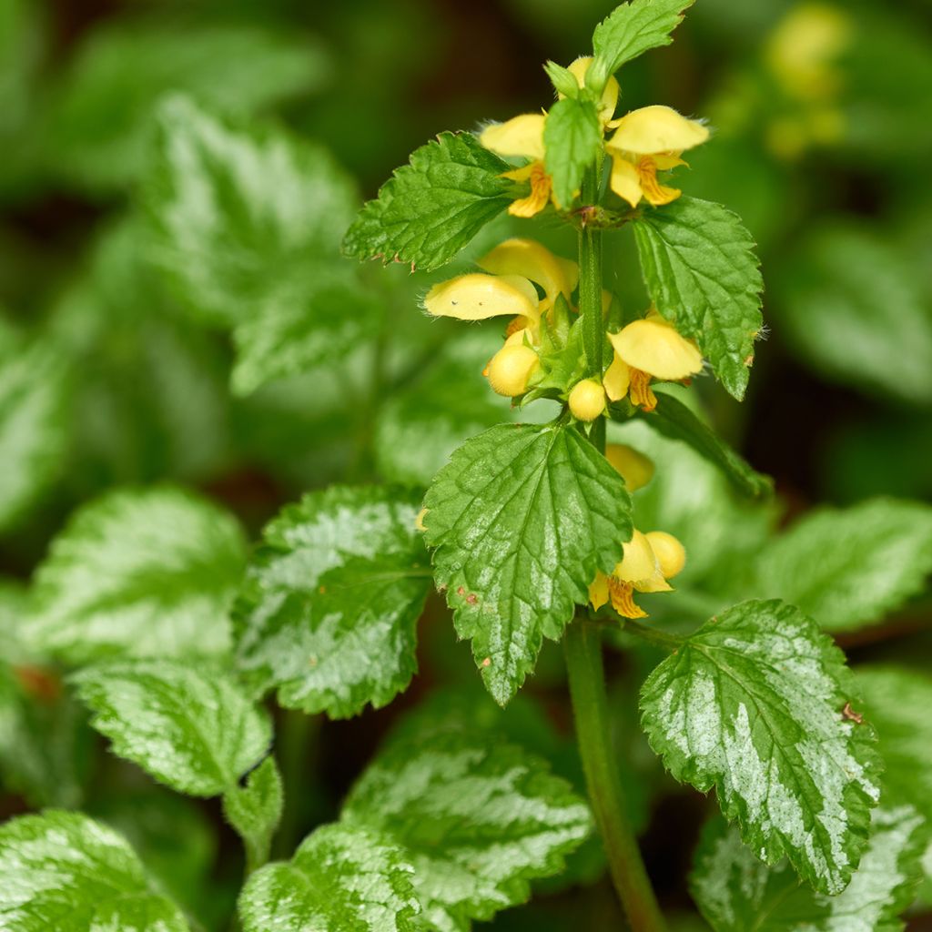 Lamium galeobdolon - Falsa ortica gialla