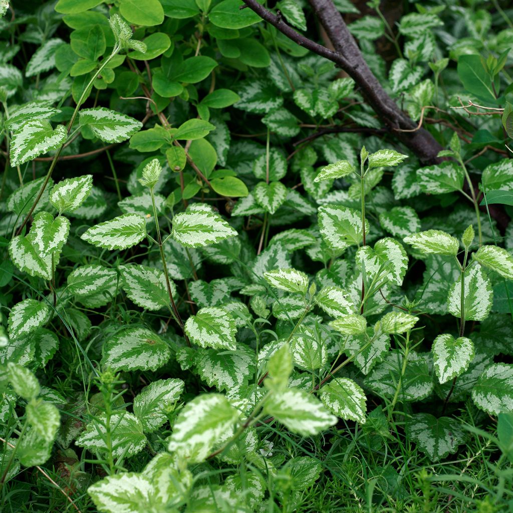 Lamium galeobdolon - Falsa ortica gialla