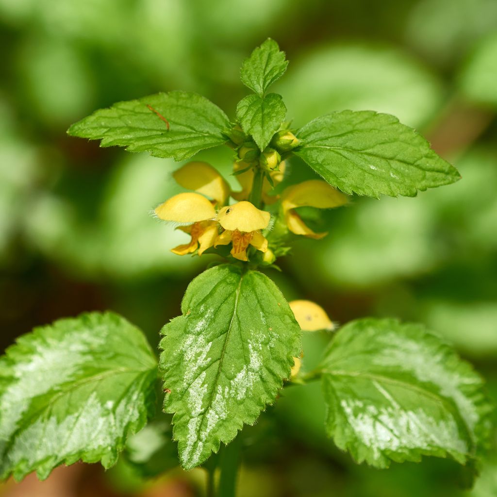 Lamium galeobdolon - Falsa ortica gialla