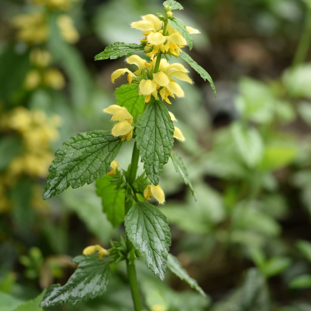 Lamium galeobdolon - Falsa ortica gialla