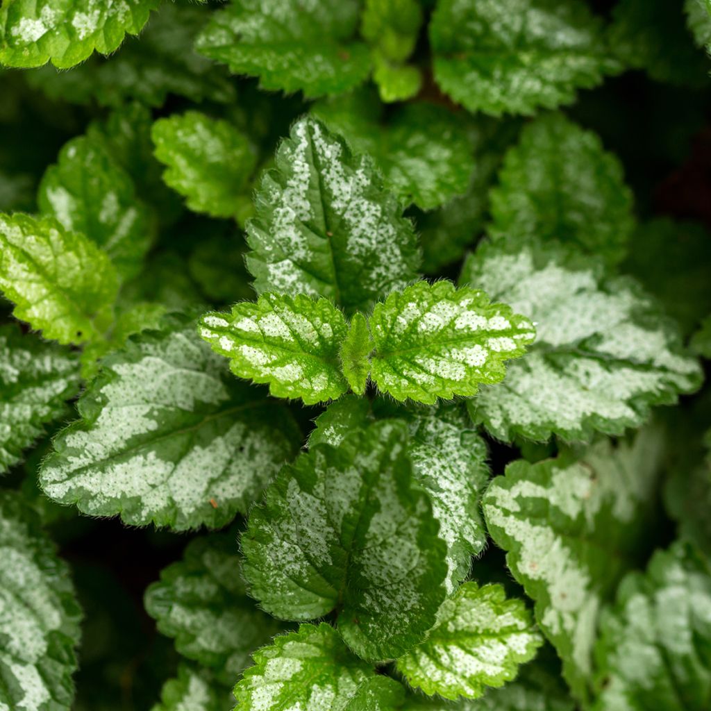 Lamium galeobdolon - Falsa ortica gialla