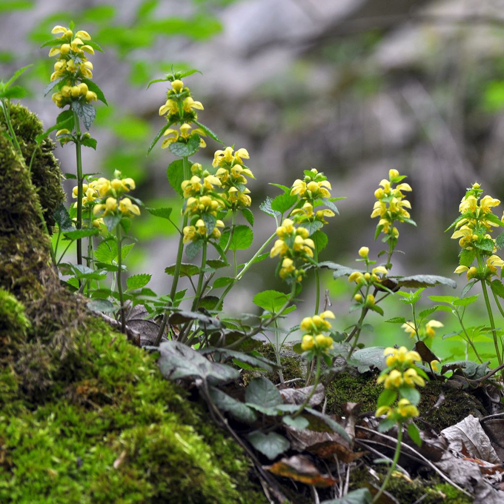 Lamium galeobdolon - Falsa ortica gialla