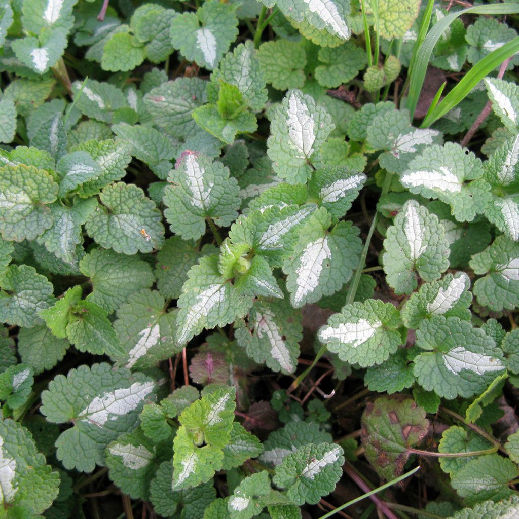 Lamium maculatum Album - Lamier maculé