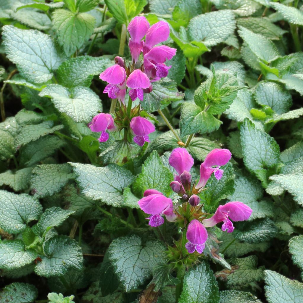 Lamium maculatum Beacon Silver - Lamier argenté rose magenta