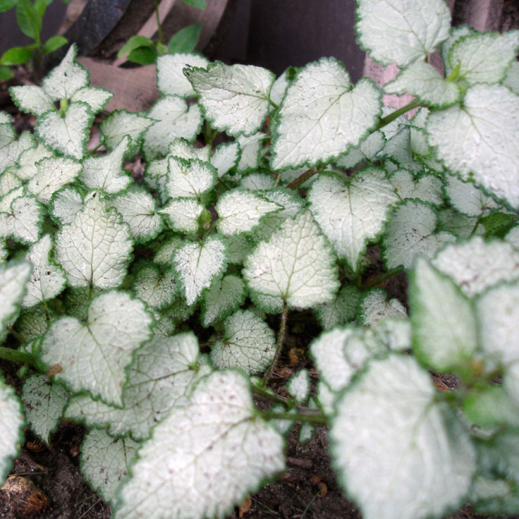 Lamium maculatum Beacon Silver - Lamier argenté rose magenta