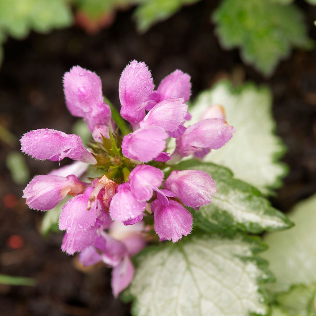 Lamium maculatum Beacon Silver