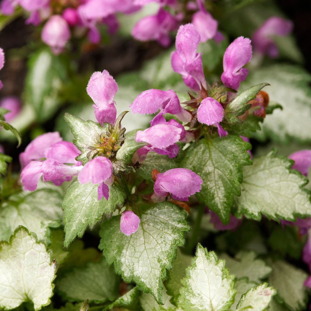 Lamium maculatum Beacon Silver