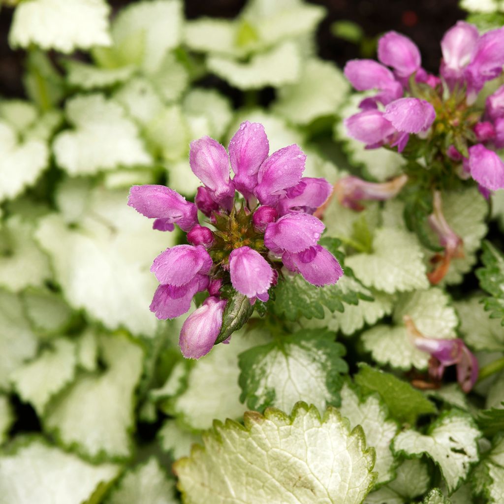 Lamium maculatum Beacon Silver