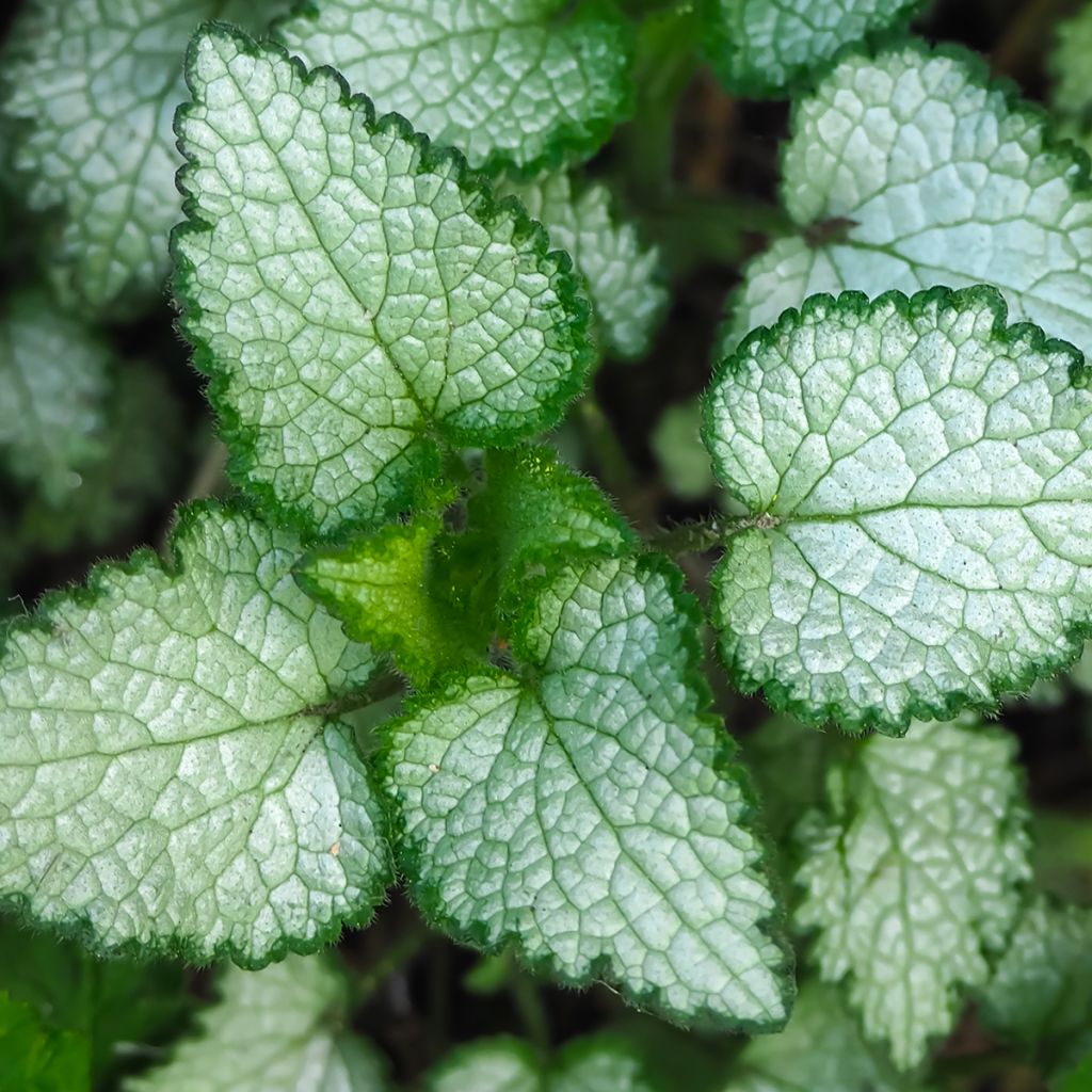 Lamium maculatum Beacon Silver