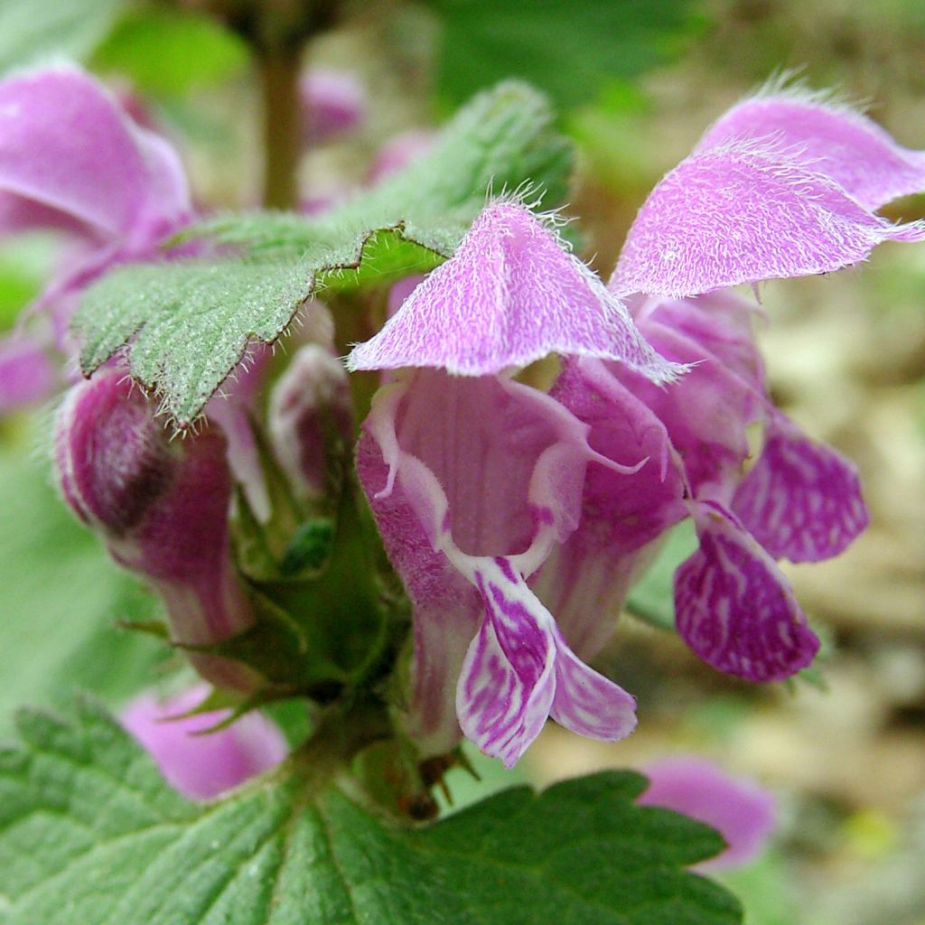 Lamium maculatum Roseum -  Lamier maculé rose