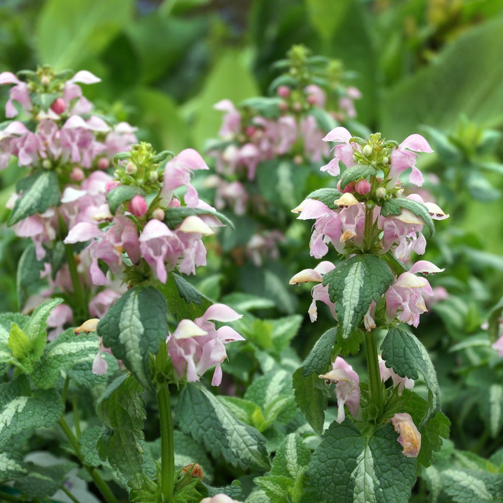 Lamium maculatum Shell Pink