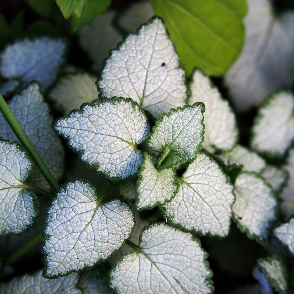 Lamium maculatum White Nancy