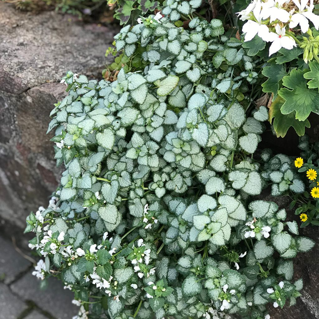 Lamium maculatum White Nancy