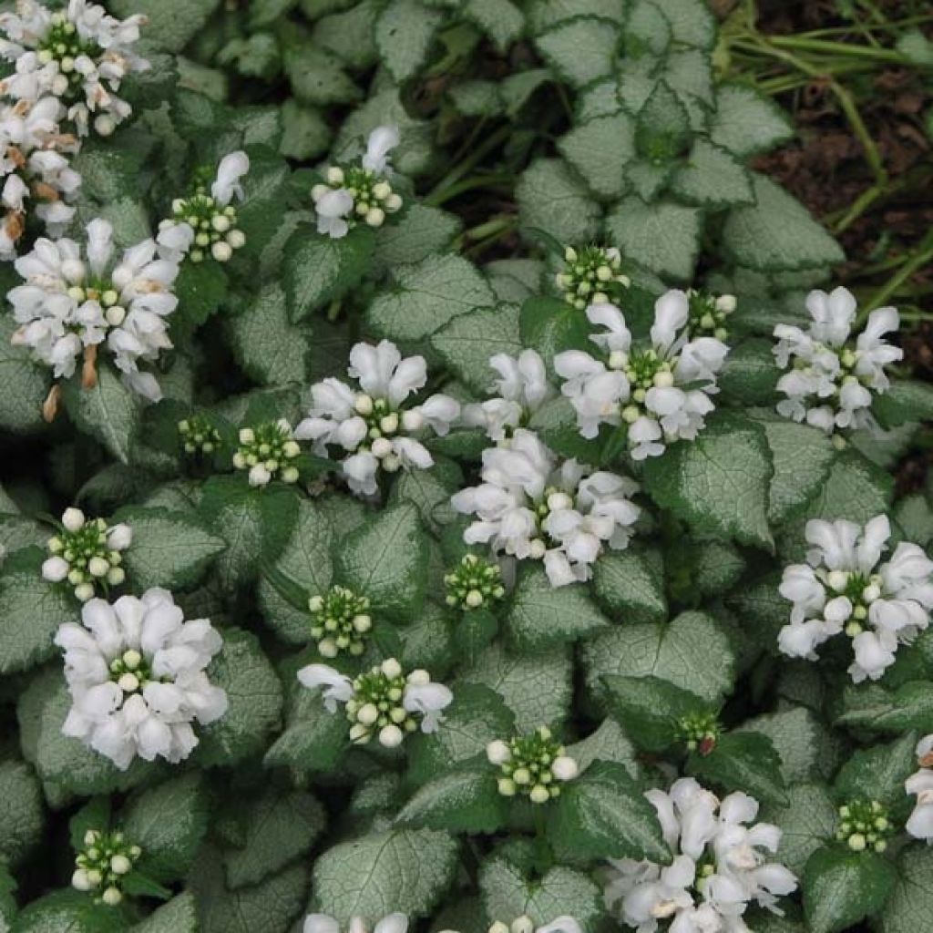 Lamier - Lamium maculatum White Nancy