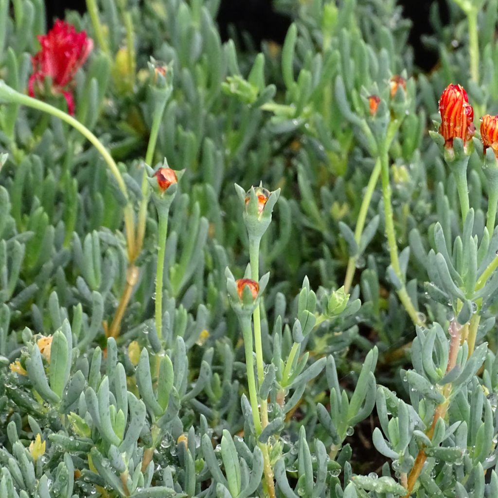 Lampranthus aurantiacus Fleurs roses - Ficoïde orange à fleurs roses