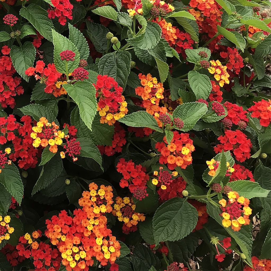 Lantana Bloomify Red