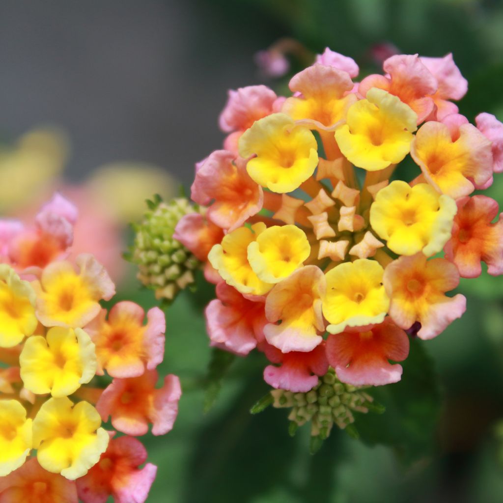 Lantana Shamrock Peach