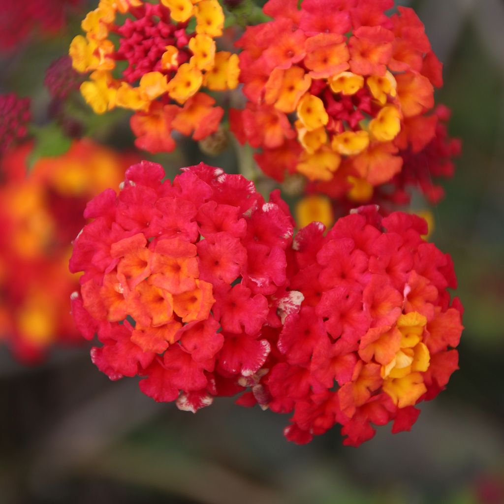 Lantana Shamrock Red