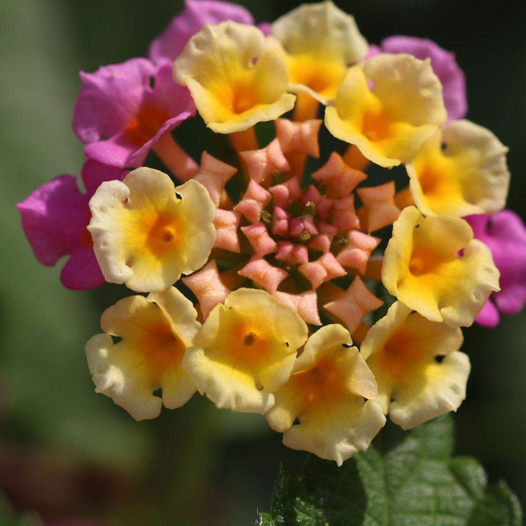 Lantana Shamrock Rose