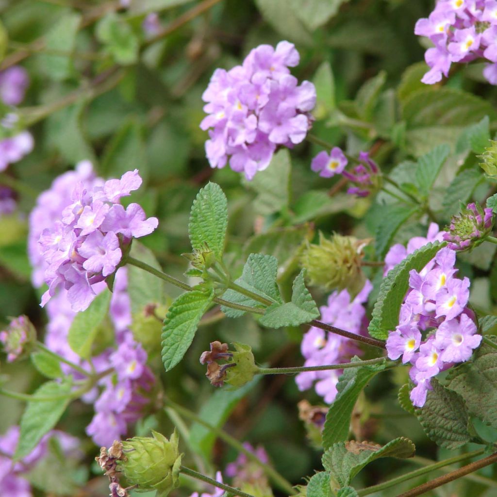 Lantana montevidensis Mauve - Lantanier rampant.