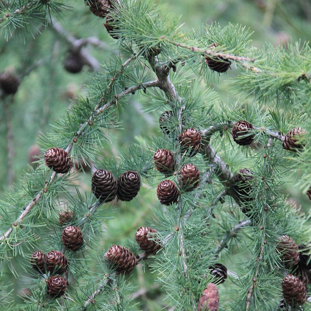 Larix decidua - Mélèze d'Europe