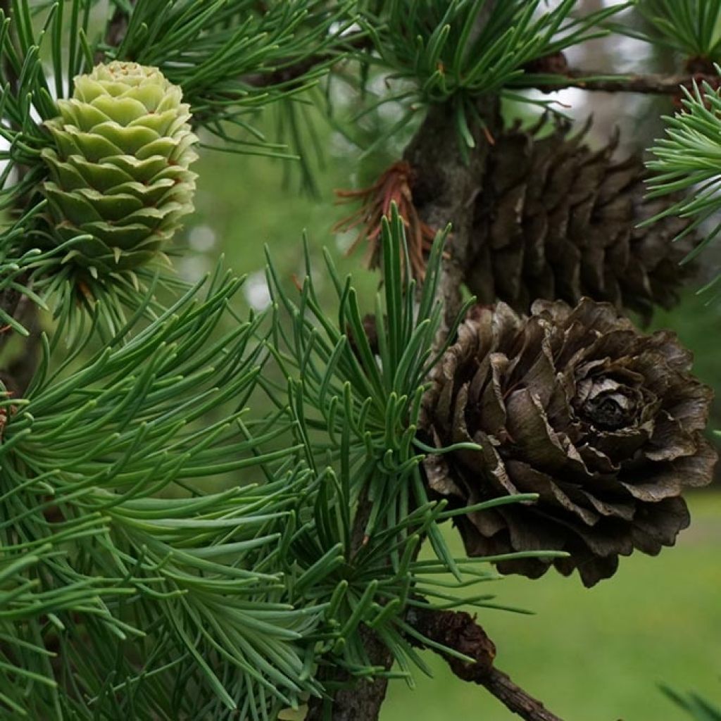 Larix kaempferi - Mélèze du Japon