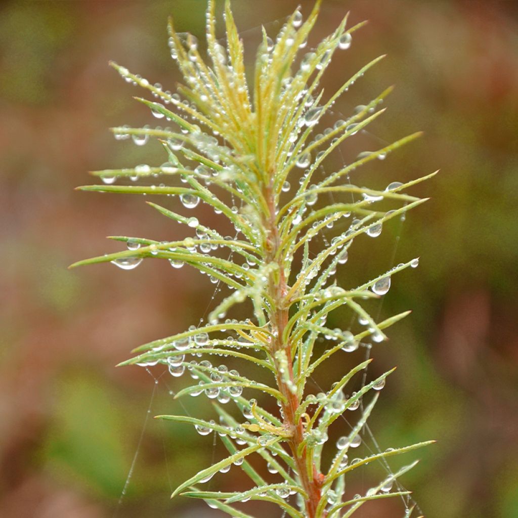 Larix kaempferi Magic Gold