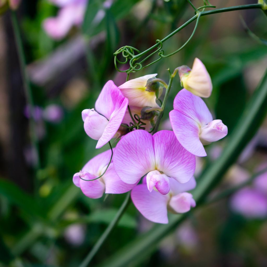 Lathyrus latifolius Pink Pearl