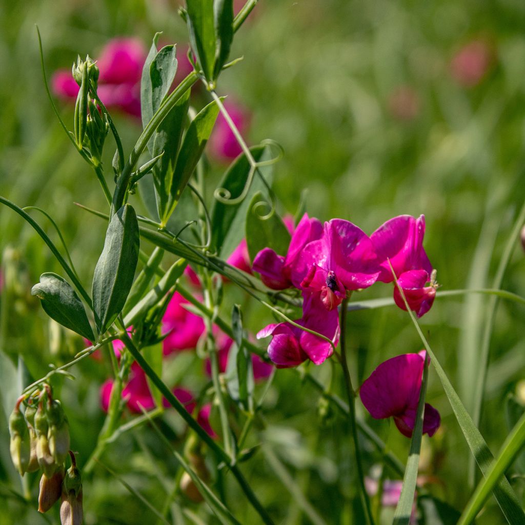 Lathyrus latifolius Red Pearl