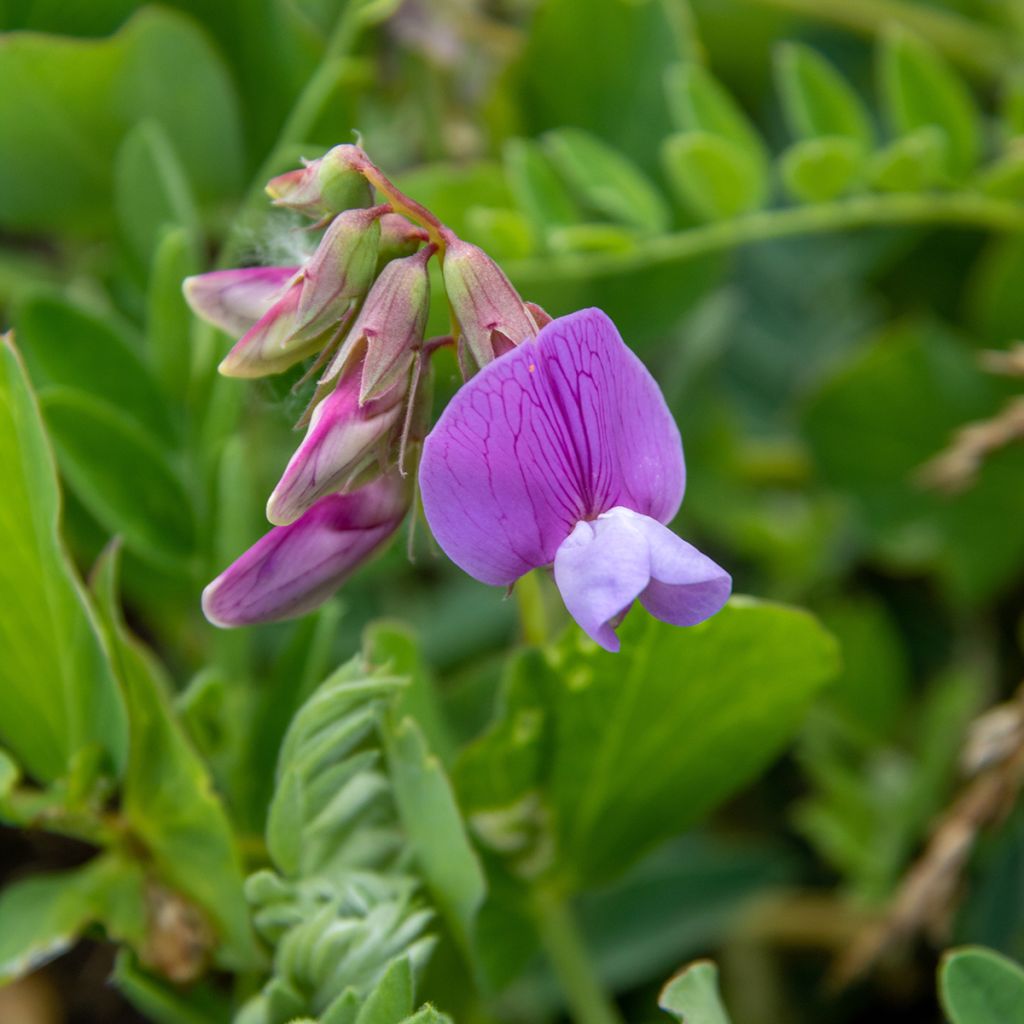 Lathyrus maritimus - Pisello di mare