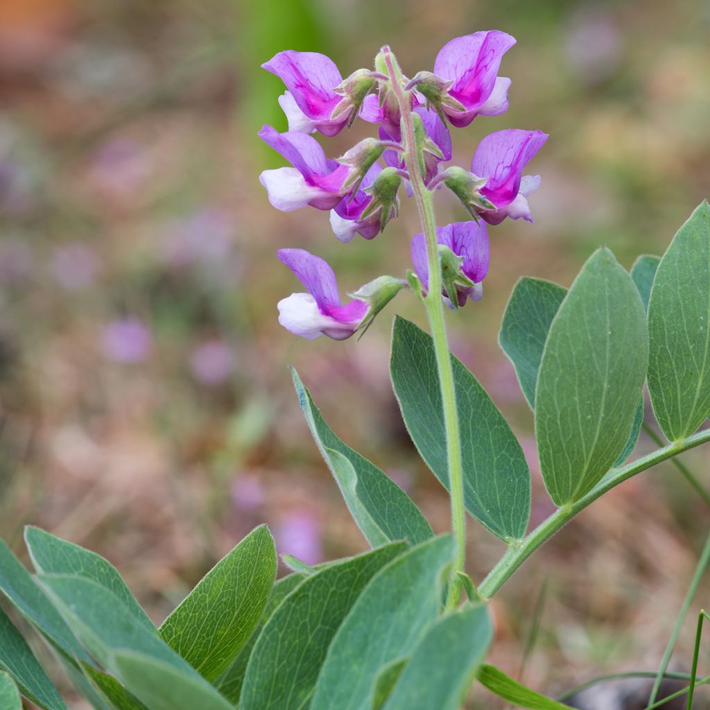 Lathyrus maritimus - Pisello di mare