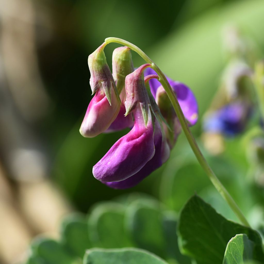 Lathyrus maritimus - Pisello di mare