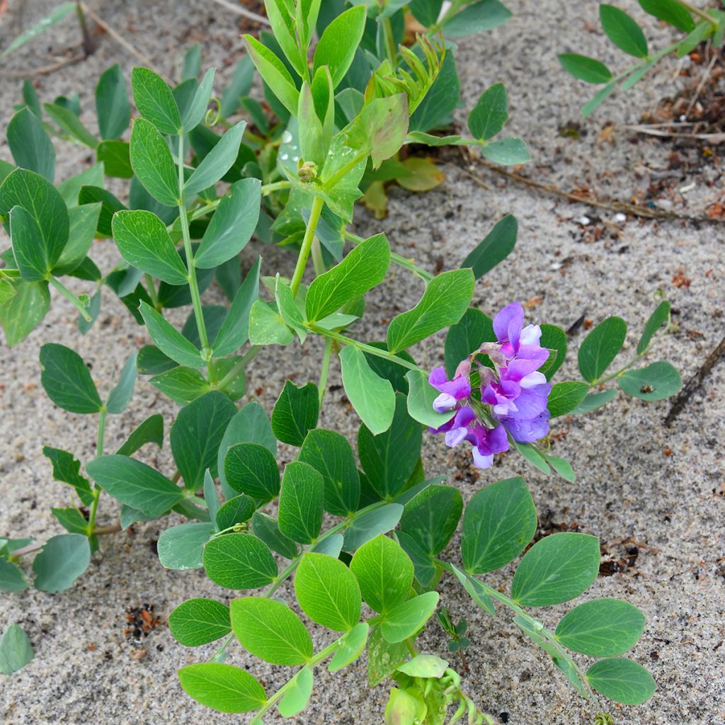 Lathyrus maritimus - Pisello di mare