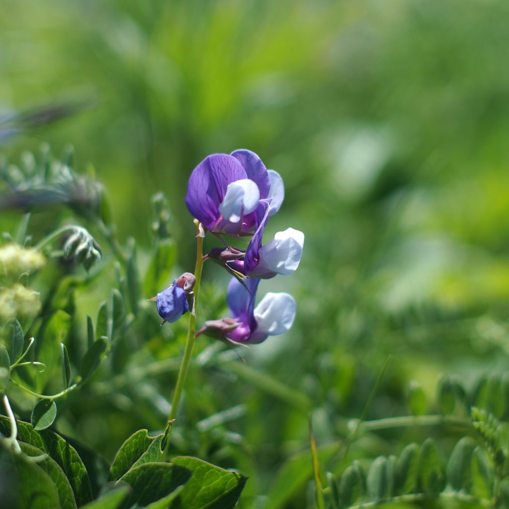 Lathyrus maritimus - Pisello di mare