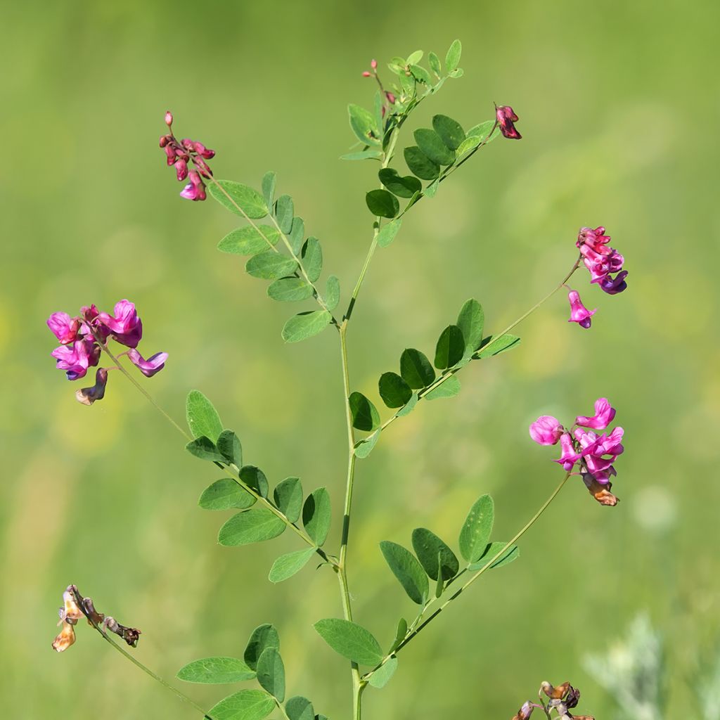 Lathyrus niger - Cicerchia nera