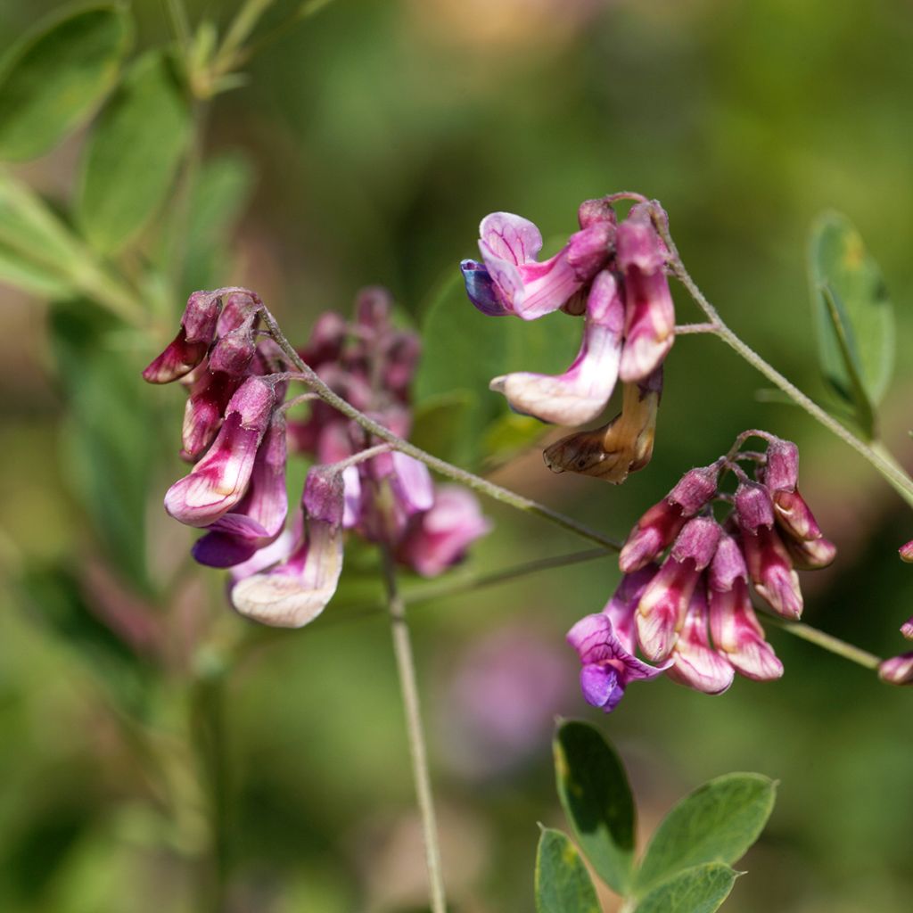 Lathyrus niger - Cicerchia nera