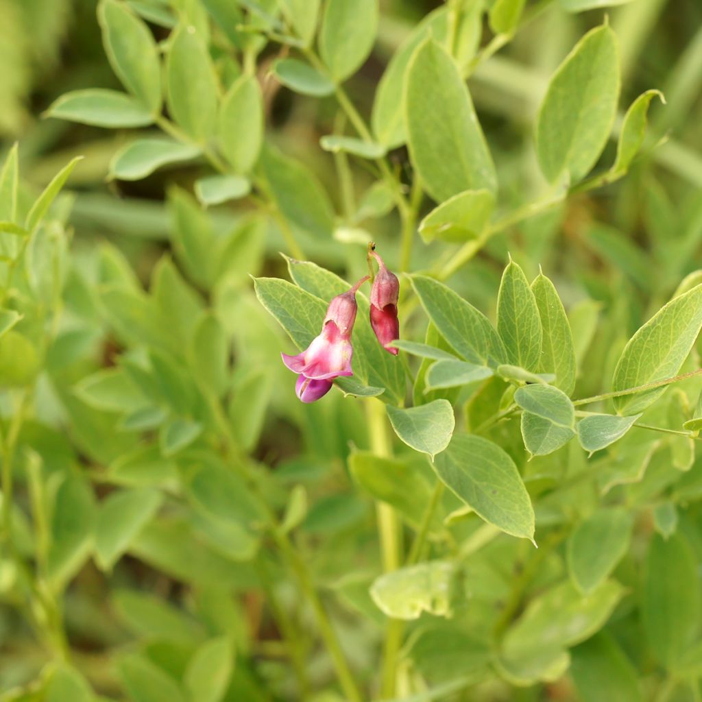 Lathyrus niger - Cicerchia nera