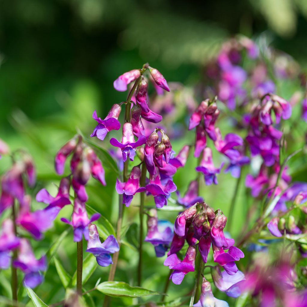 Lathyrus vernus - Cicerchia primaticcia