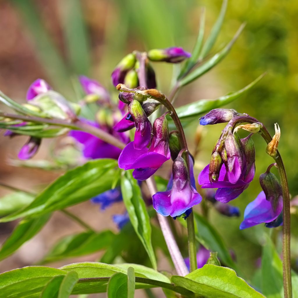 Lathyrus vernus - Cicerchia primaticcia