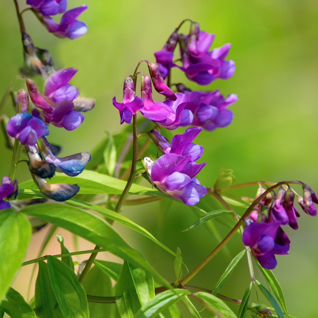 Lathyrus vernus - Cicerchia primaticcia