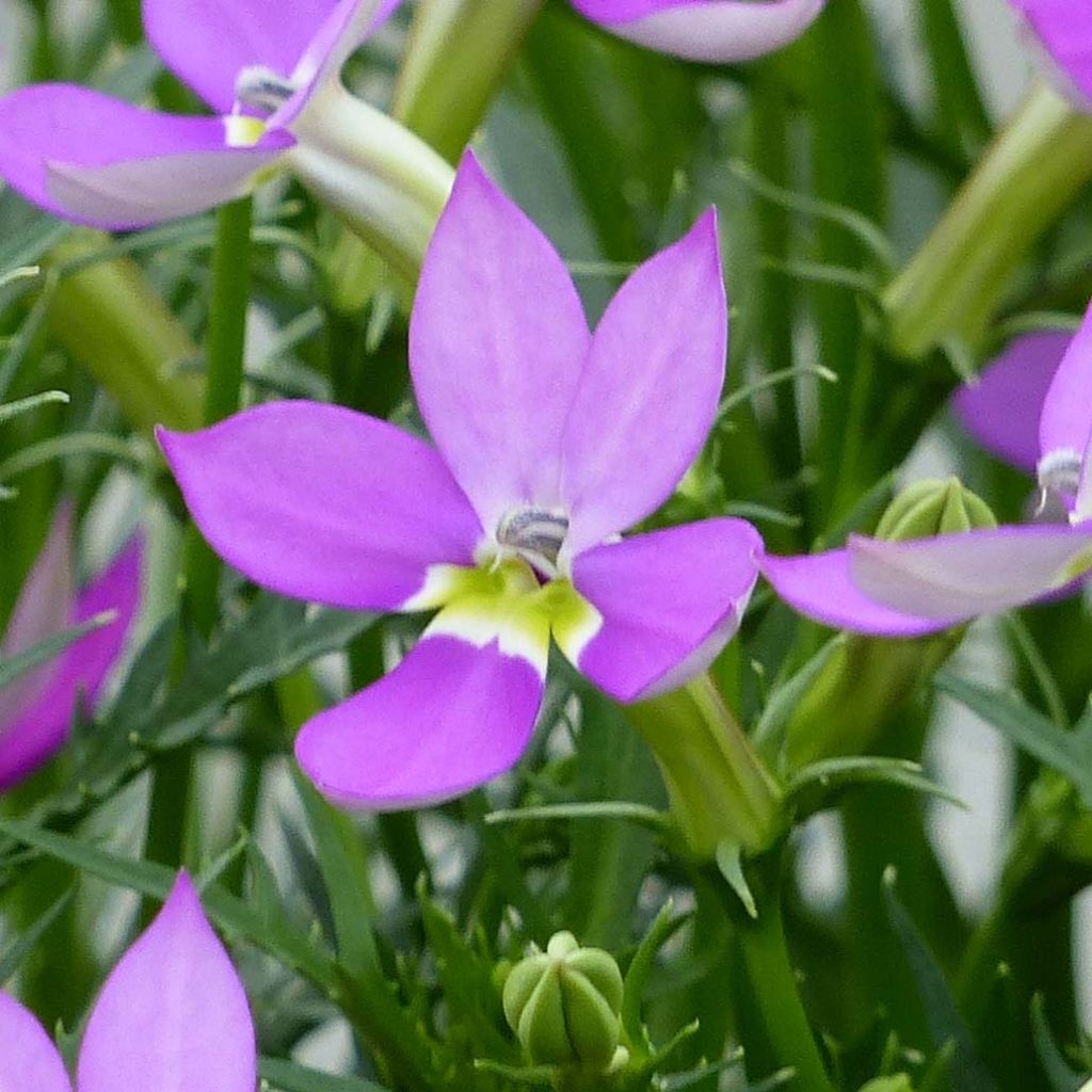 Isotoma axillaris Patti's Pink